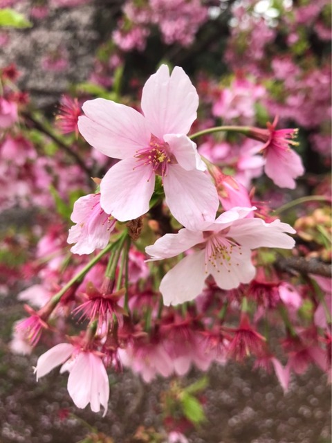 花は桜 君は美し
