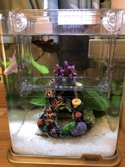 1C%VlVKGSMa%Bh9+n9VV2Q