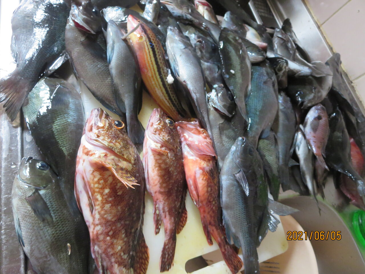 福岡県の離島で梅雨グロ釣り 一週間魚三昧 Houkouの彷徨人生 福岡県の離島で梅雨グロ釣り 一週間魚三昧 Houkouの彷徨人生