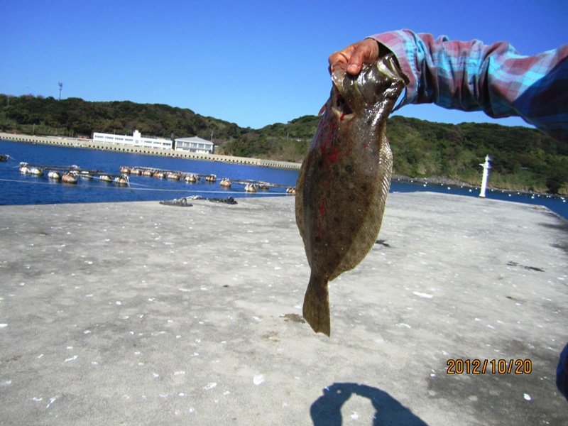 ヒラメ ランドナー