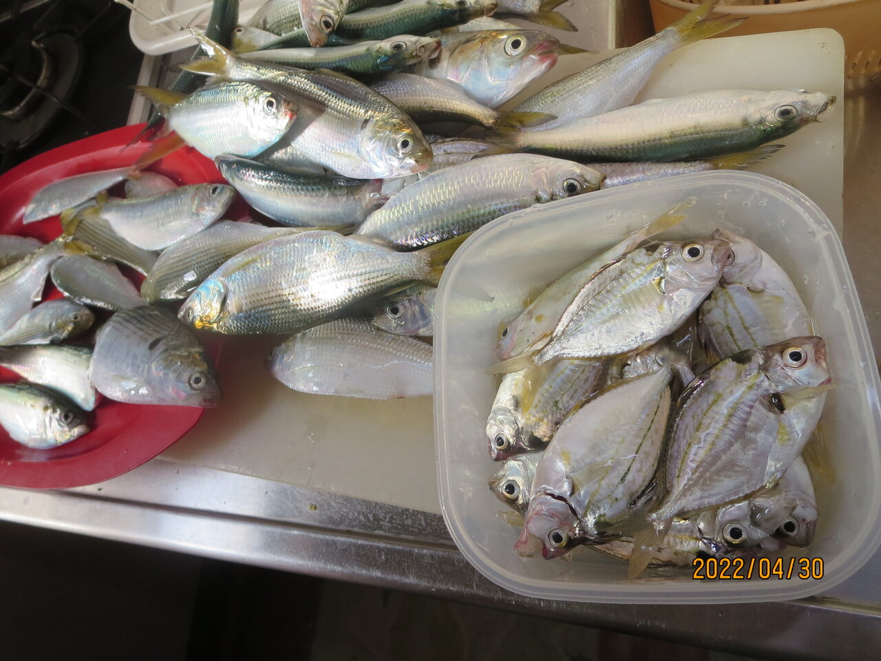 福岡糸島で波止釣り コノシロ サッパ ヒイラギ大漁 Houkouの彷徨人生