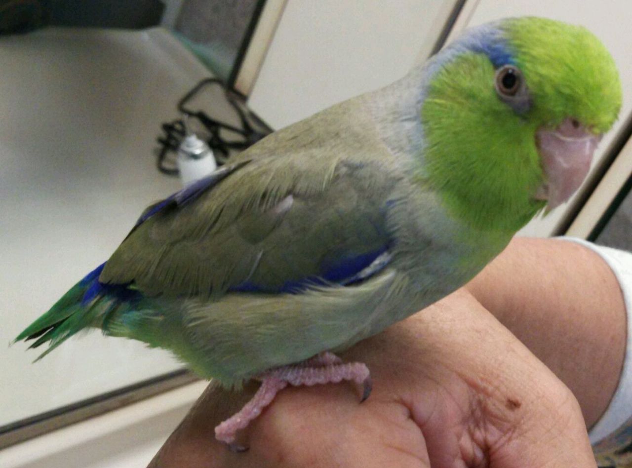 緑マメルリハ千葉で保護 マメルリさ迷子マメルリハ 緑マメルリハ千葉で保護 マメルリさ迷子マメルリハ