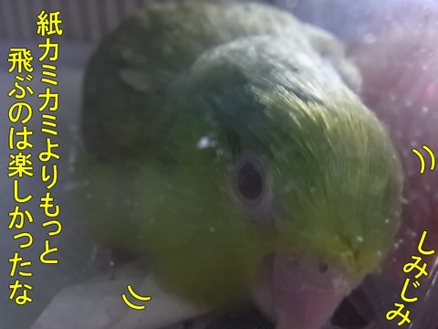 RIMG0619-1