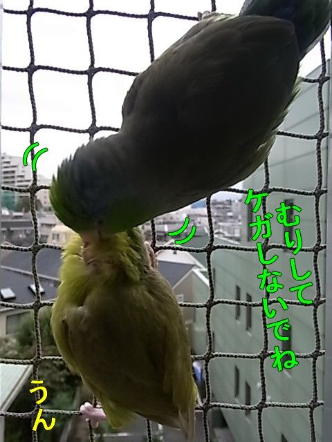 RIMG0602-1