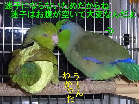 RIMG1669-1