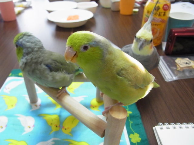 ペレット学 手作りゴハン講座 マメルリさ迷子マメルリハ