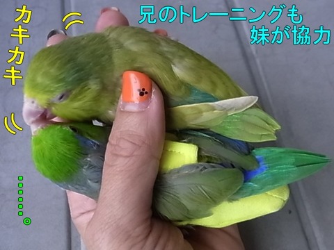 RIMG0659-1