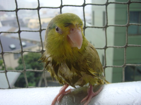 DSC06331