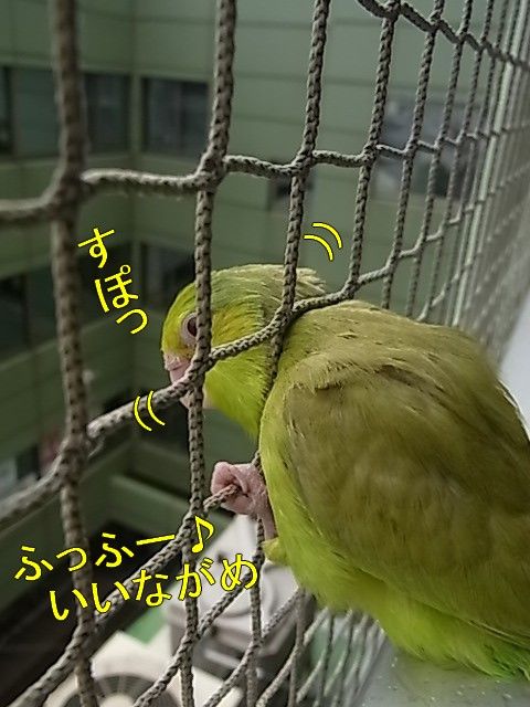 RIMG0775-1