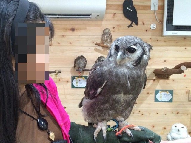 2 4ふくろうカフェ 偶然の再会 マメルリさ迷子マメルリハ 2 4ふくろうカフェ 偶然の再会 マメルリさ迷子マメルリハ