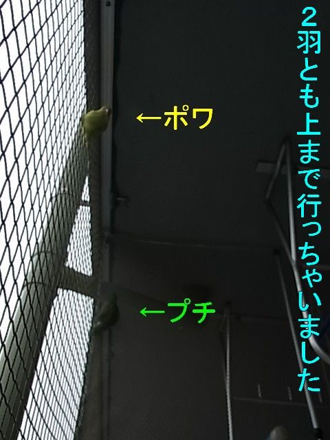 RIMG0776-1