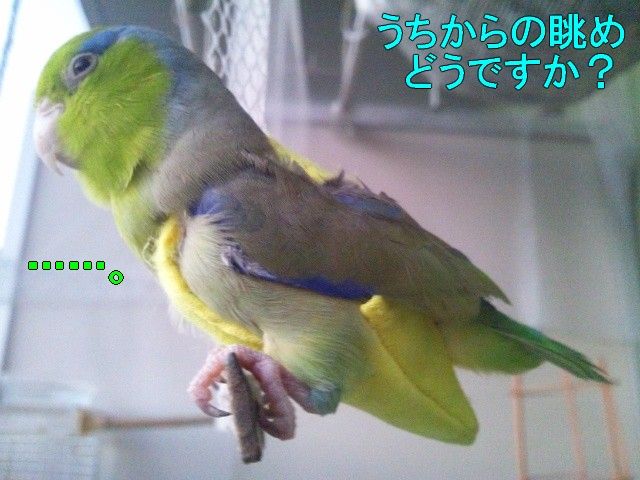 驚くほどおとなしい男の子 マメルリさ迷子マメルリハ