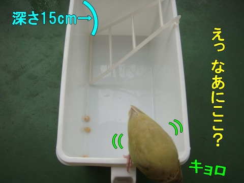 DSC06611-1