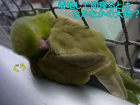 RIMG0727-1
