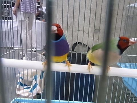 RIMG4555