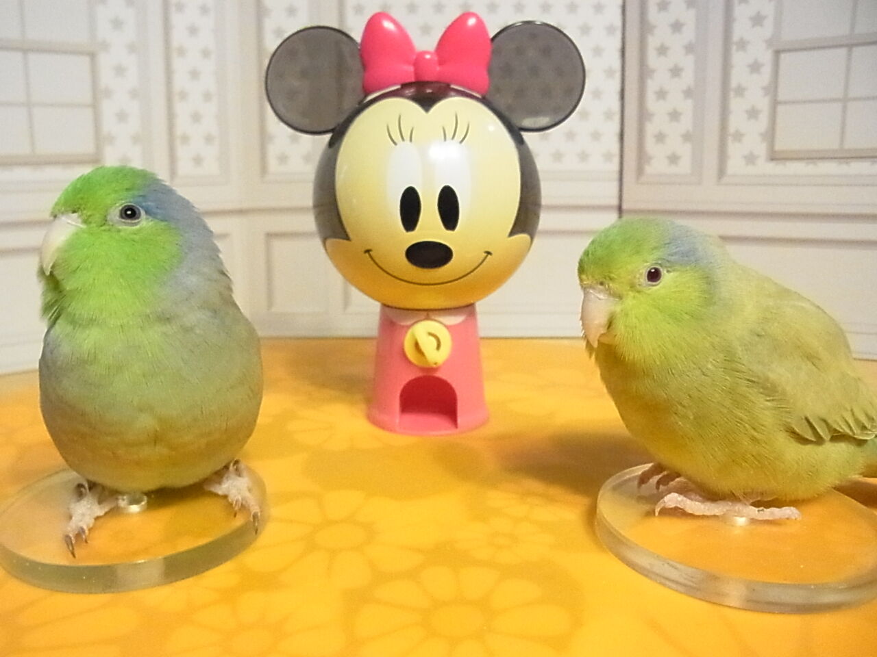 年の最高 オカメインコ 壁紙 1080p 2k 4k 5k Hd壁紙無料ダウンロード