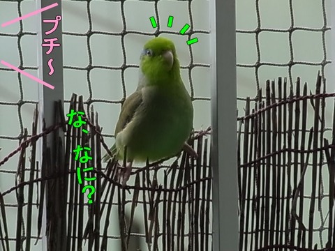 RIMG0733-1