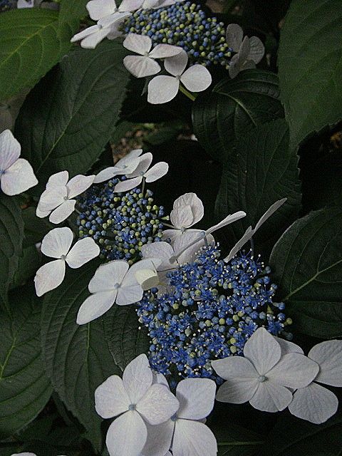 DSC04274-1