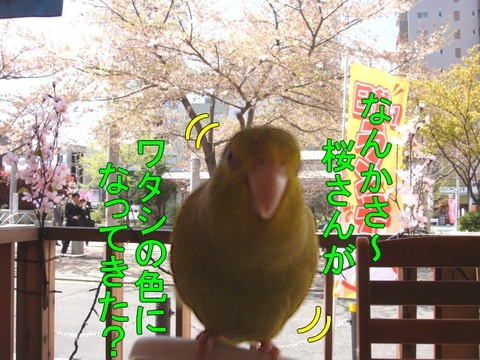 DSC06086-1