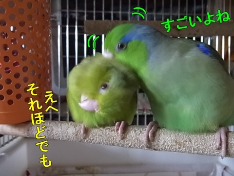 RIMG0703-1