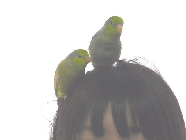 ペレット学 手作りゴハン講座 マメルリさ迷子マメルリハ