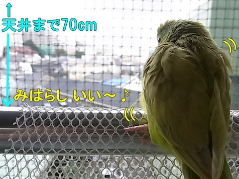 RIMG0710-1