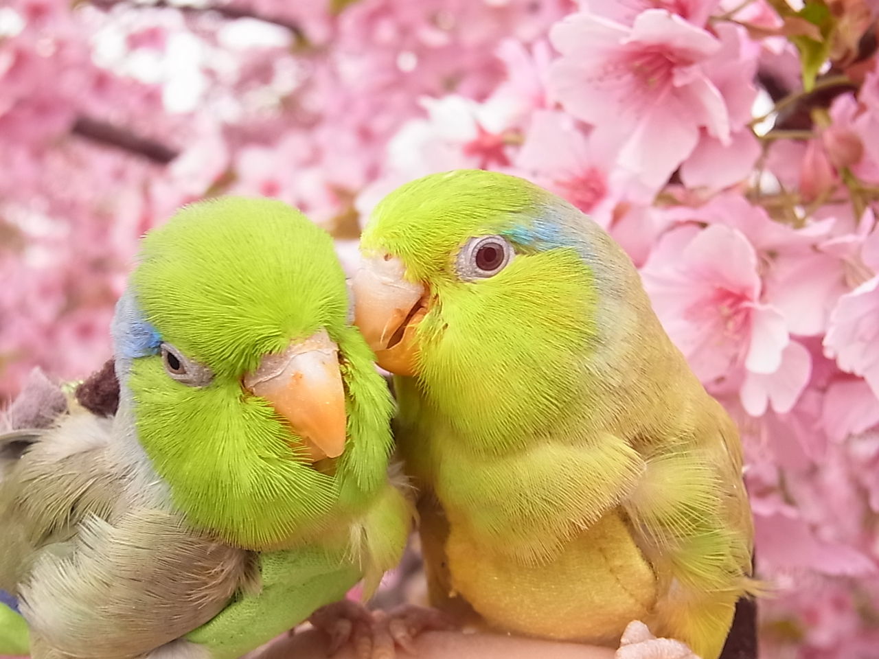 河津桜に緑のインコ 初花見 マメルリさ迷子マメルリハ