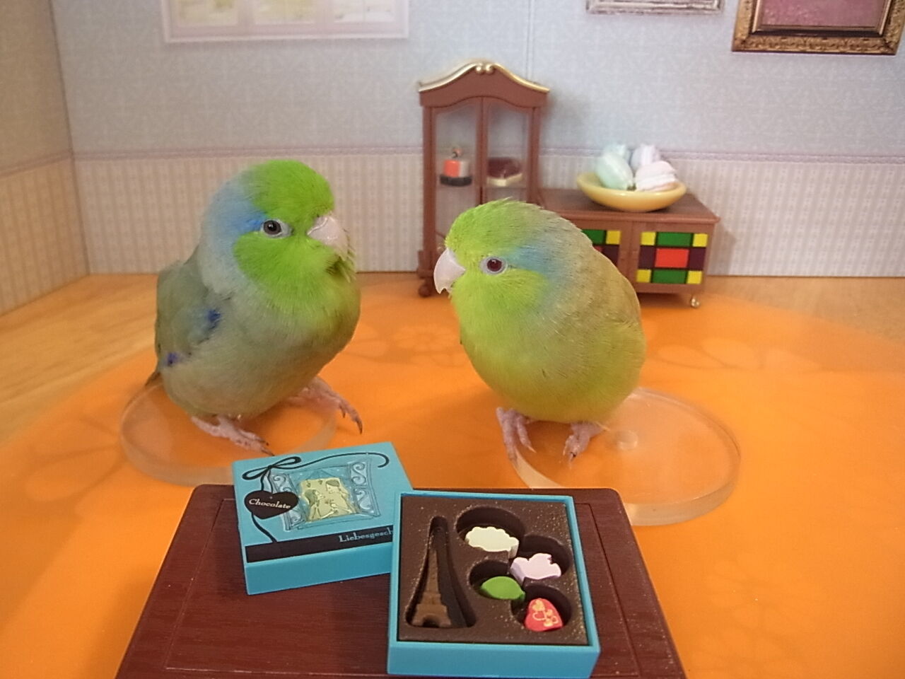 ホワイトデーお返しマメルリハ マメルリさ迷子マメルリハ ホワイトデーお返しマメルリハ マメルリさ迷子マメルリハ