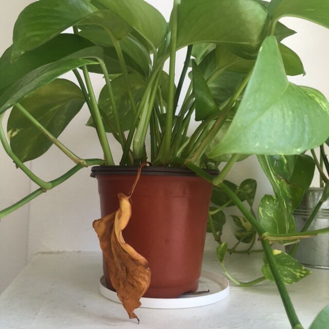 ポトスの根が鉢の底から出ている 観葉植物が根詰まりした時の対策 りさブログ ポトスの根が鉢の底から出ている 観葉植物が根詰まりした時の対策 りさブログ