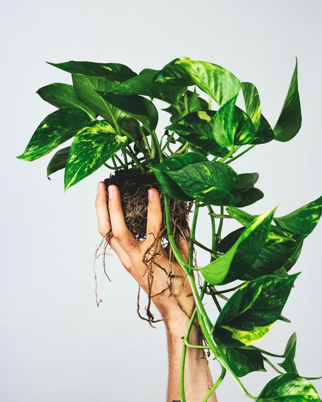 ポトスの根が鉢の底から出ている 観葉植物が根詰まりした時の対策 りさブログ ポトスの根が鉢の底から出ている 観葉植物が根詰まりした時の対策 りさブログ