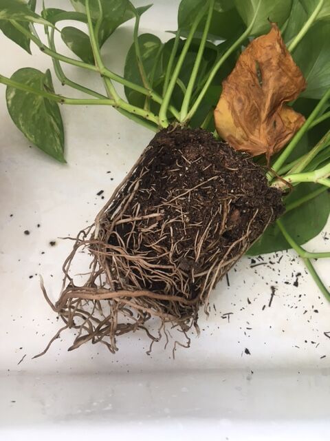 ポトスの根が鉢の底から出ている 観葉植物が根詰まりした時の対策 りさブログ ポトスの根が鉢の底から出ている 観葉植物が根詰まりした時の対策 りさブログ