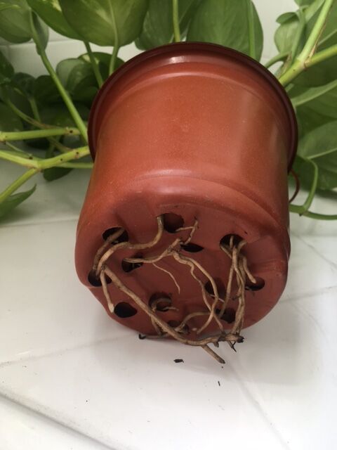 ポトスの根が鉢の底から出ている 観葉植物が根詰まりした時の対策 りさブログ ポトスの根が鉢の底から出ている 観葉植物が根詰まりした時の対策 りさブログ