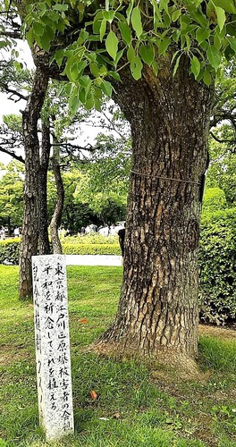 親江会のアオギリ