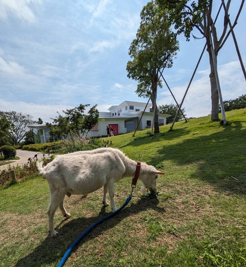 山羊さんと魔法の文学館