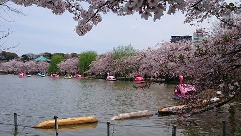 上野恩賜公園 : 青い空