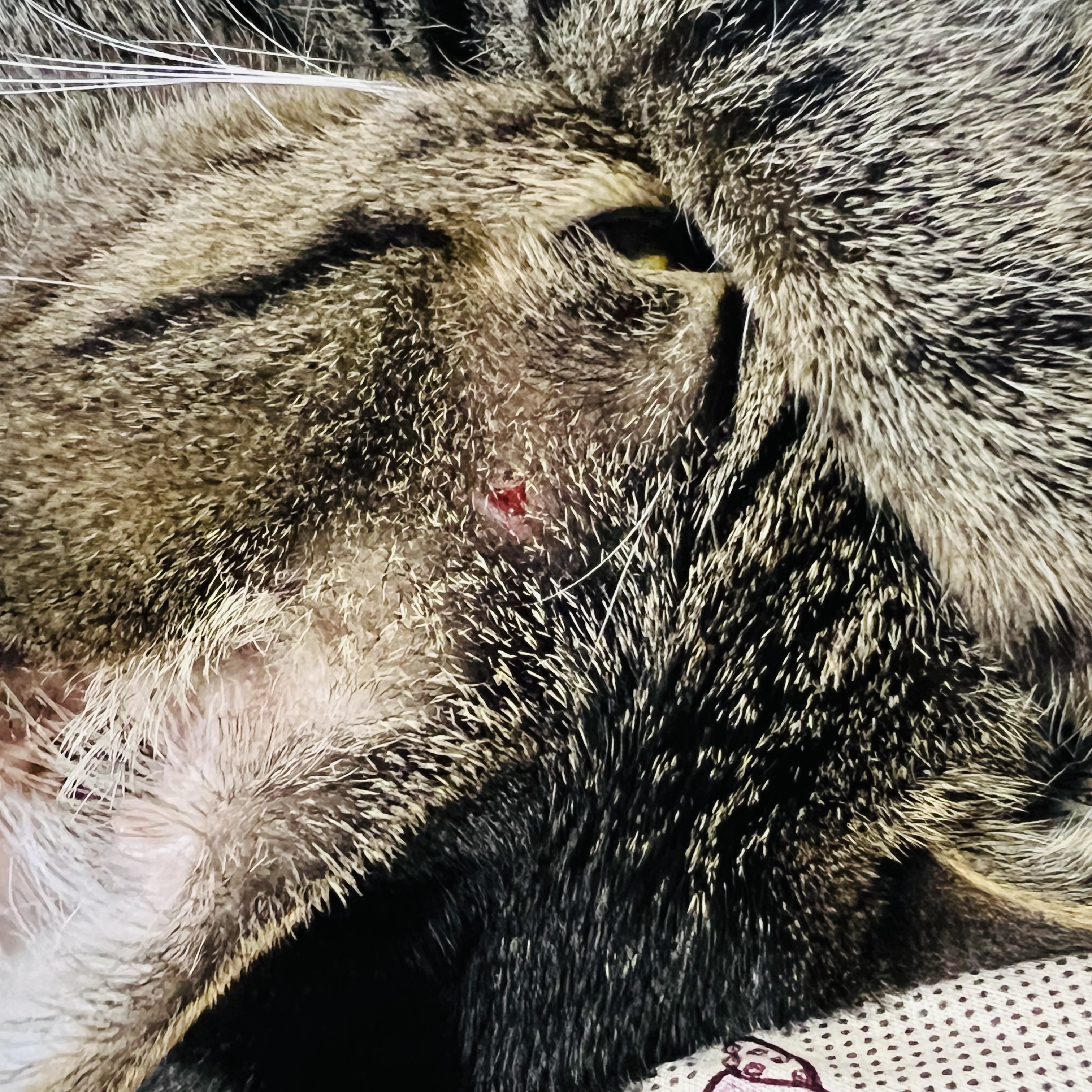 【極美品】猫の腫瘍 Rescue] [Until it shines bright] A stray cat with kidney