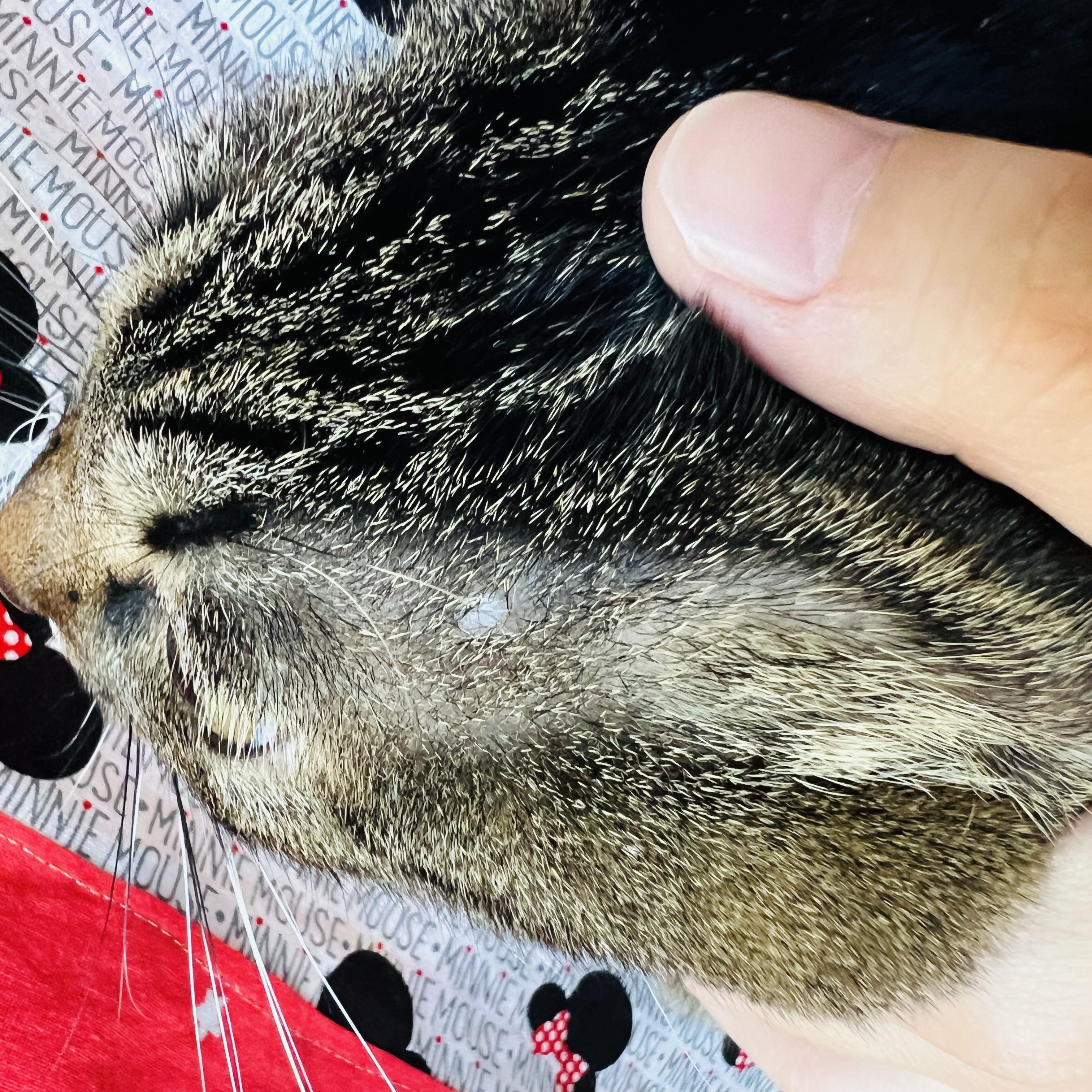 【極美品】猫の腫瘍 猫の腫瘍 | グレゴリー・K．オ−グルヴィー, アントニー・S