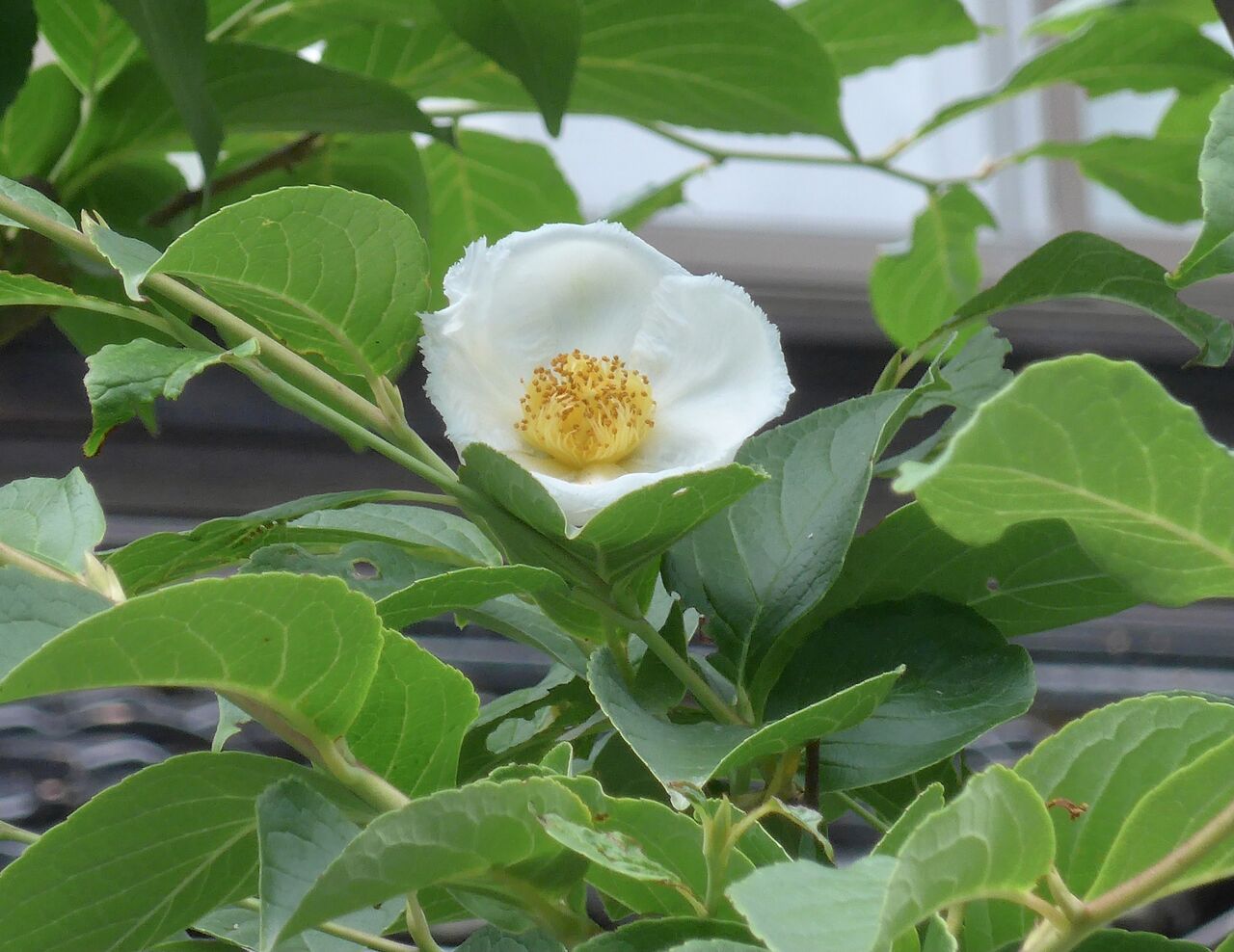 対照的な泰山木と夏椿の白い花 スタッフ日記