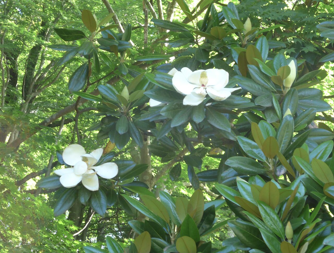 対照的な泰山木と夏椿の白い花 スタッフ日記