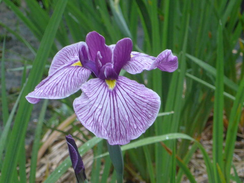 L1000655