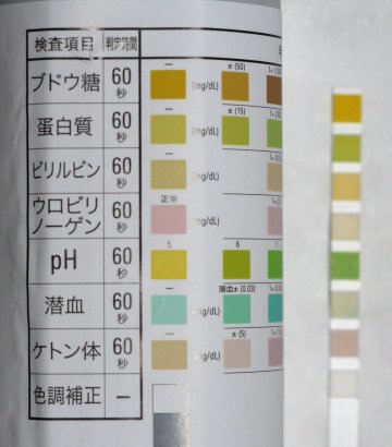 尿検査 リンパ管拡張症を患った犬の記録