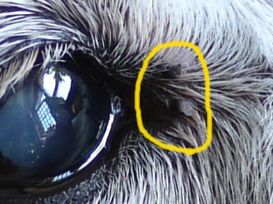 目のイボ リンパ管拡張症を患った犬の記録 目のイボ リンパ管拡張症を患った犬の記録
