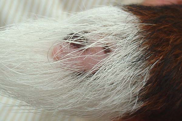 尻尾のハゲのその後 リンパ管拡張症を患った犬の記録