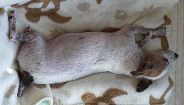 膨れるお腹 リンパ管拡張症を患った犬の記録 膨れるお腹 リンパ管拡張症を患った犬の記録