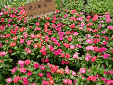 糟屋郡久山町の 久山植木 ｌｉｔｔｌｅ ｈａｐｐｙ パーチメントクラフト パピエジョリ