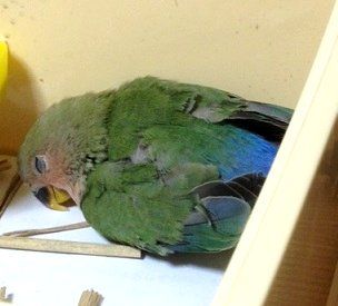 小桜インコ日記 子桜インコ 小桜インコ日記 子桜インコ