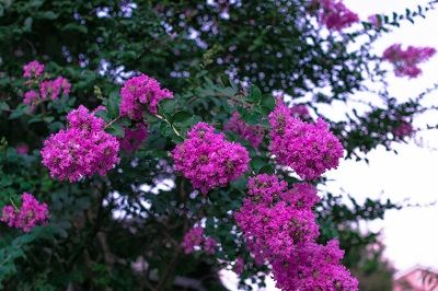 IMG_3570-1-l
