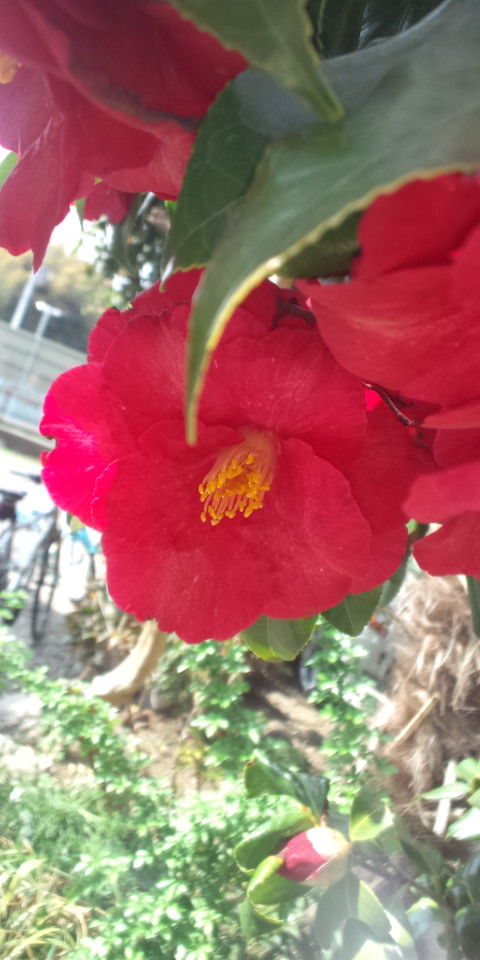 07とリッくんの成長記 : バセドウ病 生理不順