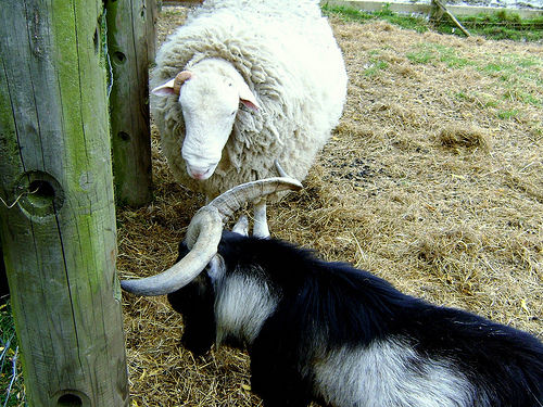 sheepandgoats2