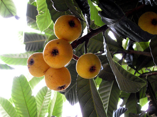 loquat